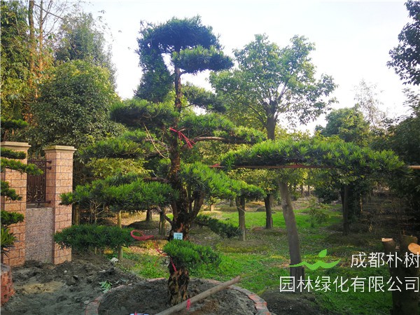 成都市-温江区苗木基地直销的23公分罗汉松价格